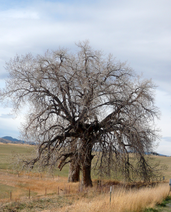 Twin Oak Trees - Winter in Boulder